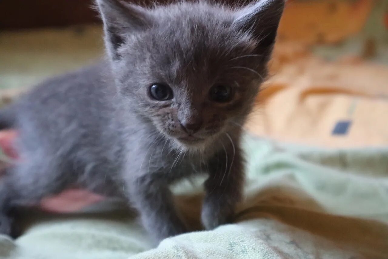 Желтая пшеница серый котенок. Серый котёнок. Серый дымчатый котенок. Маленький котенок серый гладкошерстный. Гладкошерстный котенок 2 месяца.