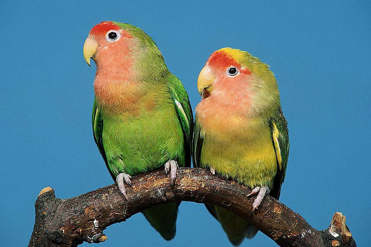 Неразлучники попугаи. Попугай неразлучник розовощекий. Попугай неразлучник зеленый. Попугаи неразлучники персиковые.