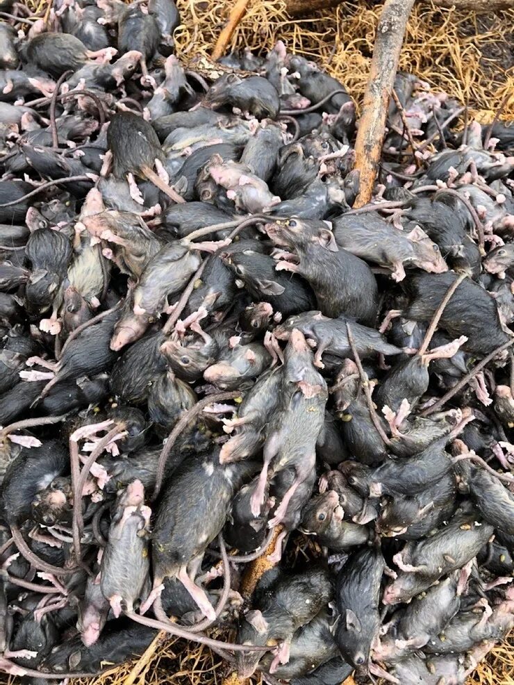 хозяева подземелий фильм 2003. нашествие мышей в австралии. грызуны переносчики чумы. нашествие мышей в австралии 2021. чума мышей.