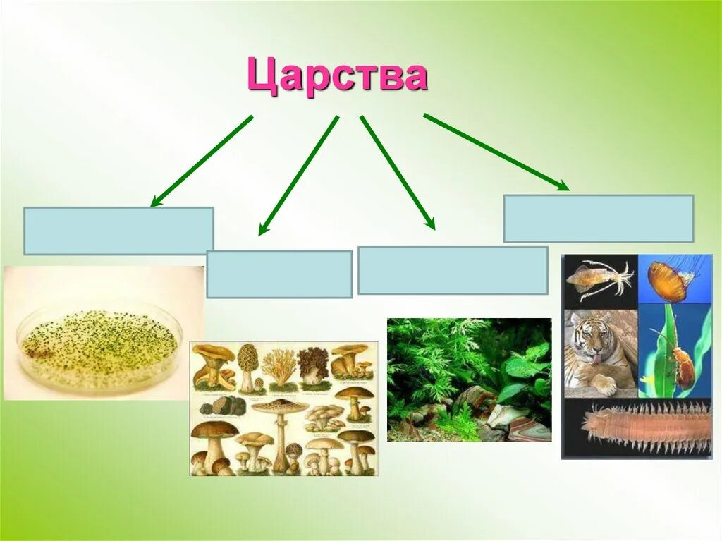 В царстве животных. Биология царство животных. Представители царства животные. Царства в биологии.