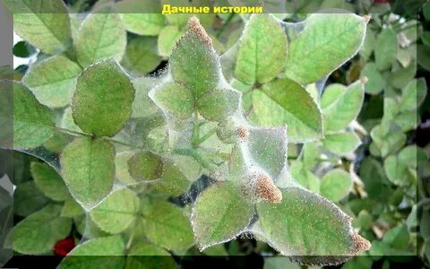 Паутинный клещ на розе