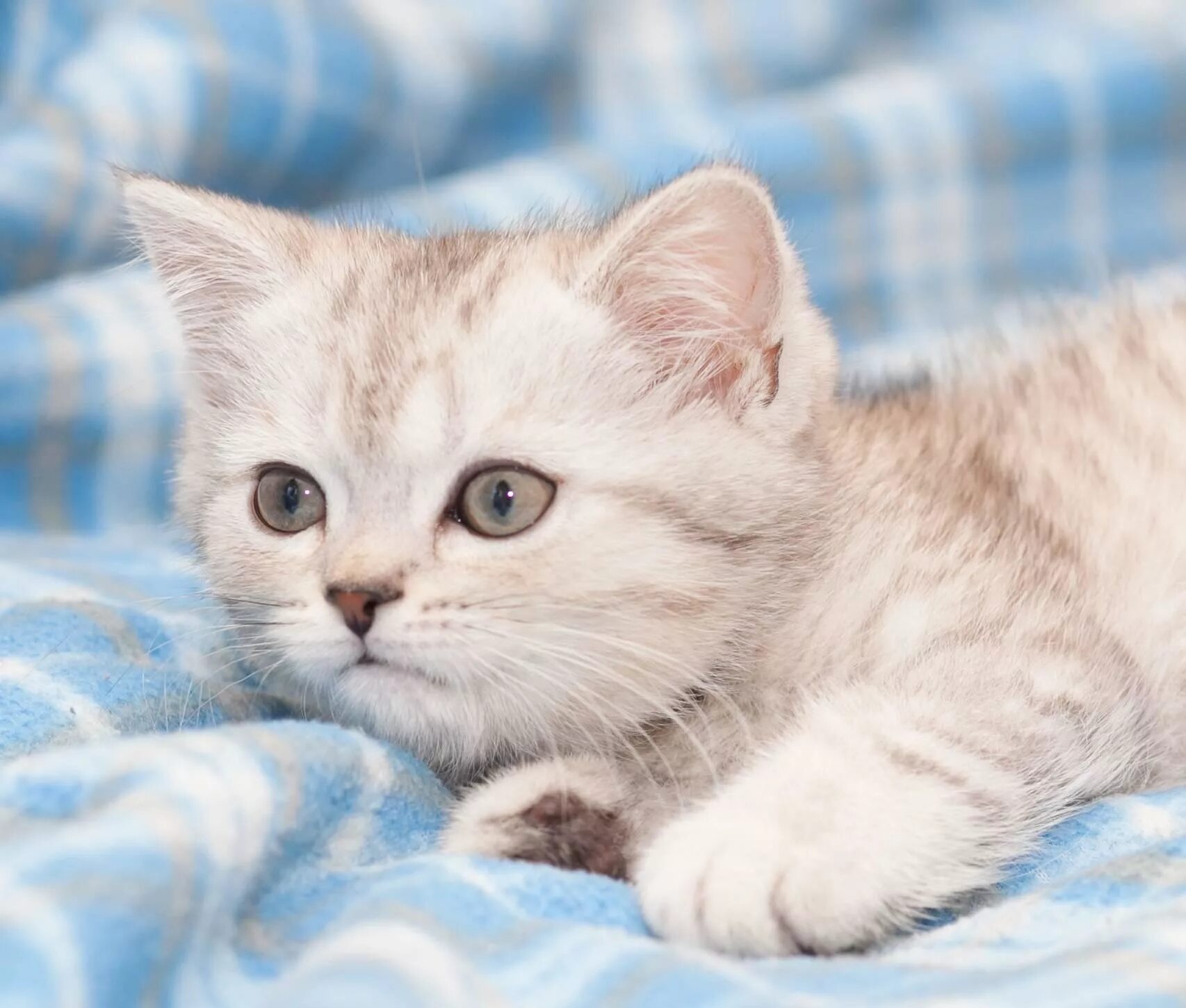 Британские котята медвежьего типа вислоухий. Британские короткошерстные котята. Голубой британец кот. Котята британцы москва. Британские голубые котята.