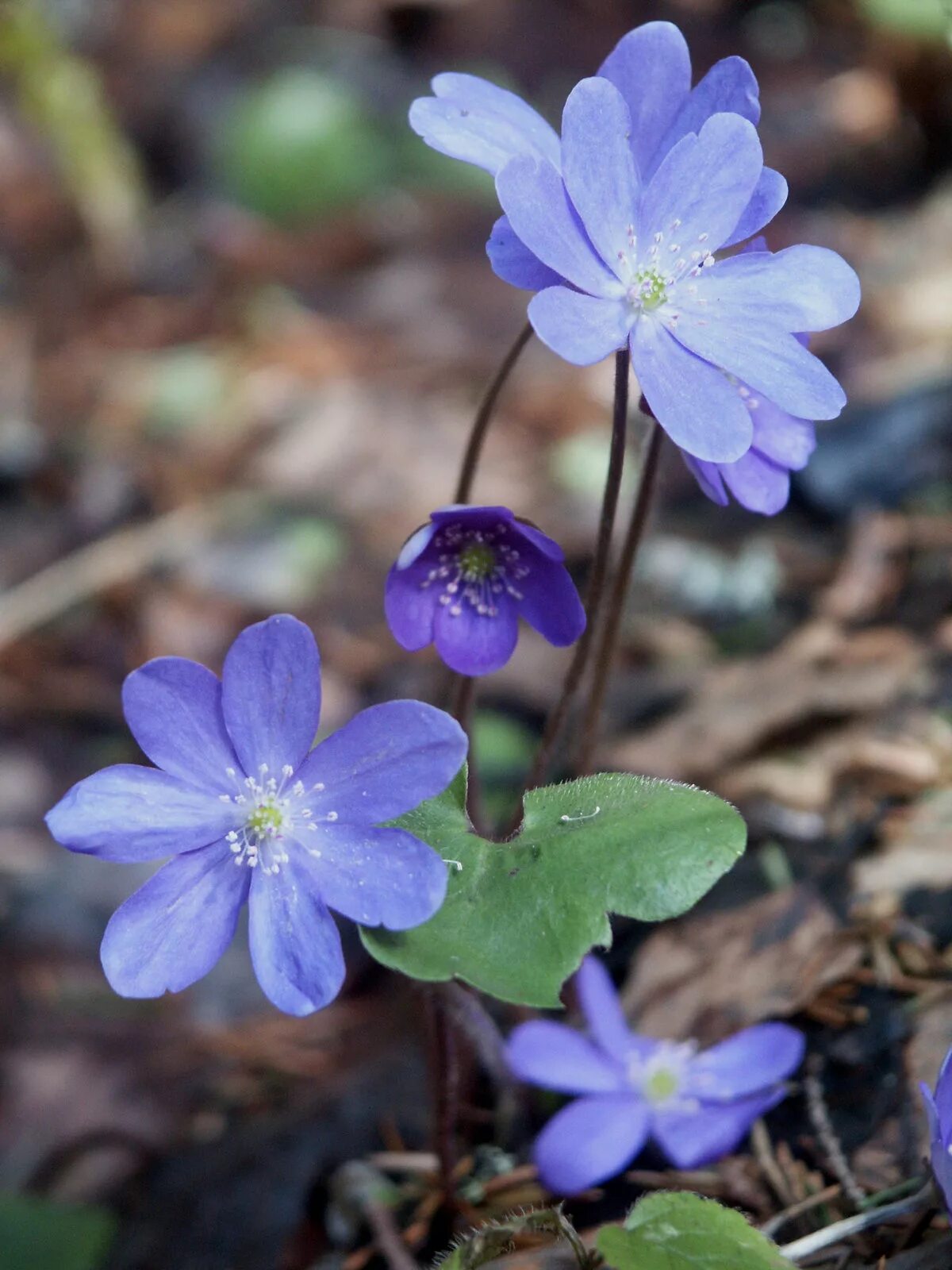 Перелеска печеночница. Печеночница благородная (hepatica Nobilis). Первоцвет печеночница.