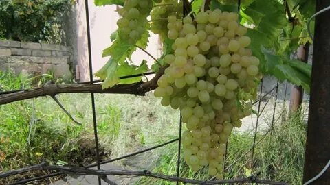 Сверхранний виноград описание сорта фото