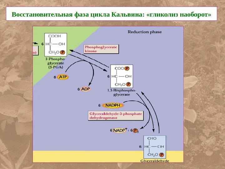 Цикл кальвина происходит в хлоропласта. Цикл Кальвина карбоксилирование. Темновая фаза фотосинтеза цикл Кальвина. Карбоксилирование в цикле Кальвина. Цикл Кальвина в фотосинтезе схема ЕГЭ.