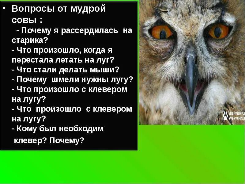 Почему рассердилась бабушка. Сова мудрости. Вопросы от мудрой Совы:почему я рассердилась на старика. Вопросы от мудрой Совы. Сова Мудрые мысли.