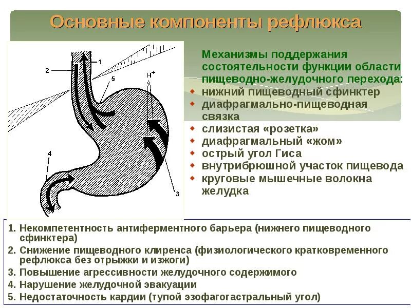 Угол Гиса и клапан Губарева. Анатомия желудка угол Гиса.