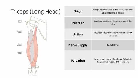 Long headed
