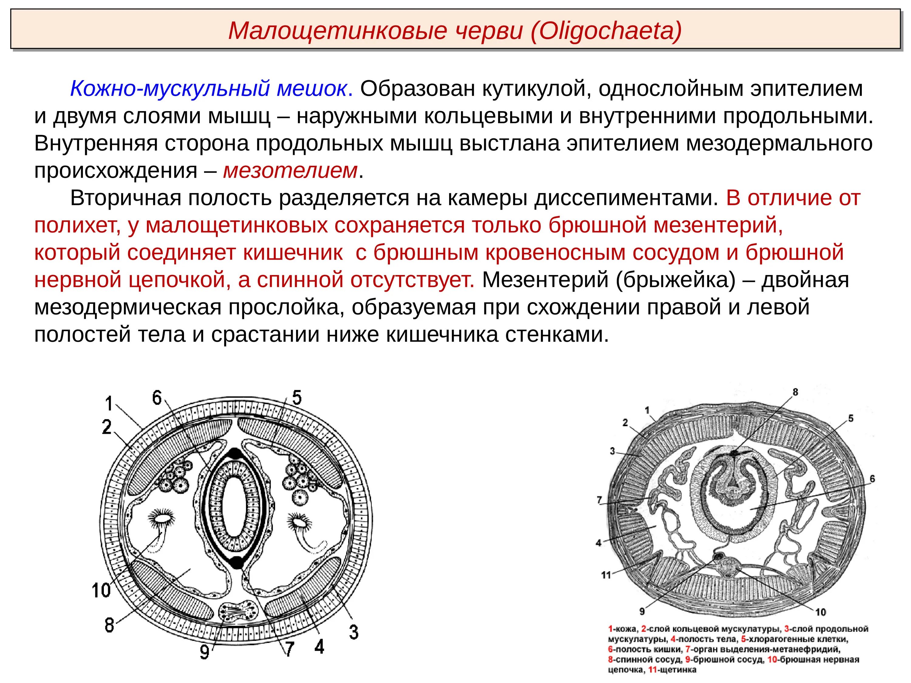 Кольцевой слой. Кожно-мускульный мешок у малощетинковых червей. Кожно мускульный мешок полихеты. Кольчатые черви мышцы кожно-мускульного мешка. Эпителий кольчатых червей.