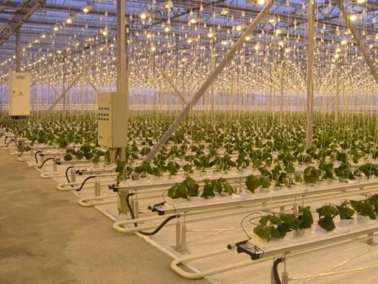 тепличный комплекс днат лампы. натриевые лампы для теплиц. тепличный комплекс днат лампы. култуб для днат 400. лампы днат для теплиц.