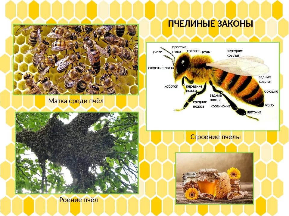 Медоносная пчела пчелиная семья. Строение пчелы для детей. Строение пчелы. Строение пчелиной семьи.