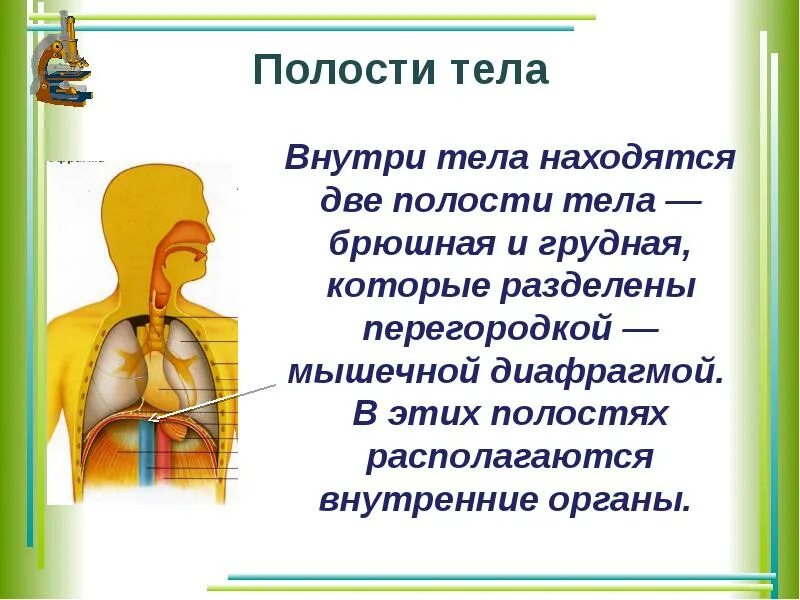 Полости тела перечислить. Полости тела человека. Полости тела человека анатомия. Полости тела и органы расположенные в них. Брюшная и грудная полости тела человека.