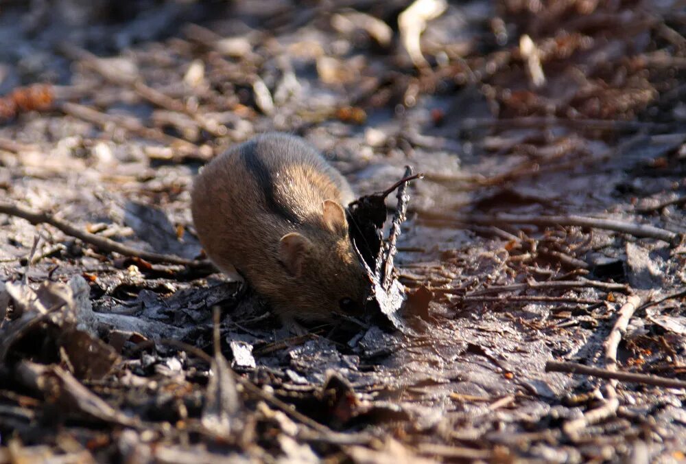 Дамбу съели мыши. Мышка полевка. Полевки летучие мыши. Мышь в реке. Что едят полевые мыши.