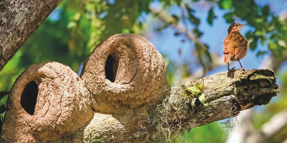 The bird nest