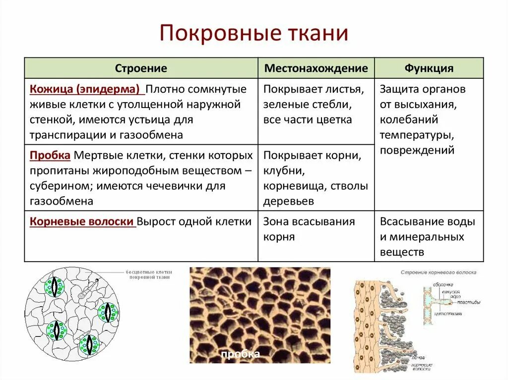Ткани клеток растений и животных. Строение покровной ткани растений. ткани растения . покровные ткани строение и функции. покровный тип ткани строение. покровная ткань строение ткани.