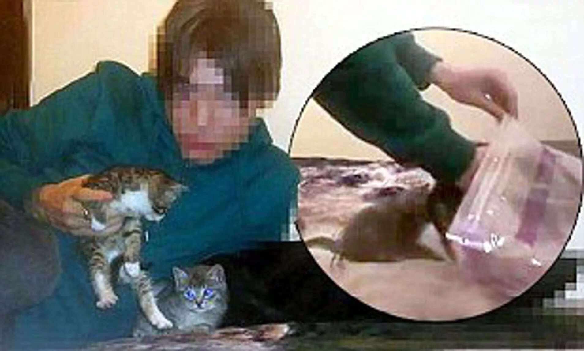 1 boy 2 kittens original