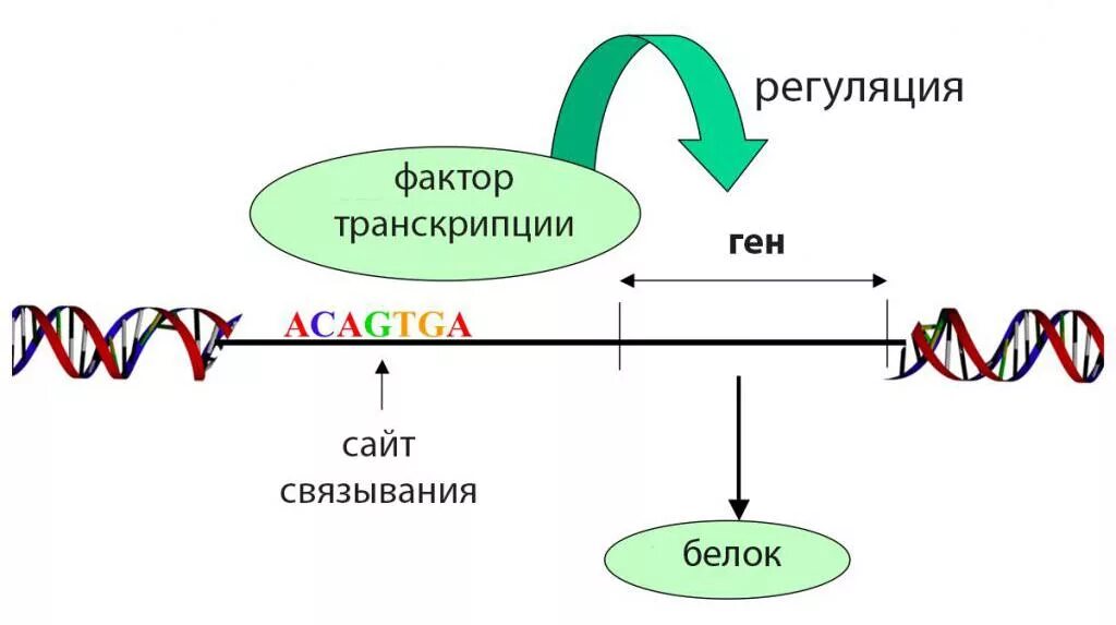 Факторы транскрипции строение. Строение транскрипционных факторов. Факторы транскрипции ДНК. Транскрипционные факторы. Действие транскрипция