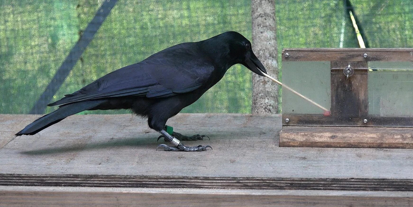 Интеллект птиц. Вороны самые умные птицы. Умные вороны. Новокаледонский ворон интеллект. Новокаледонская ворона.