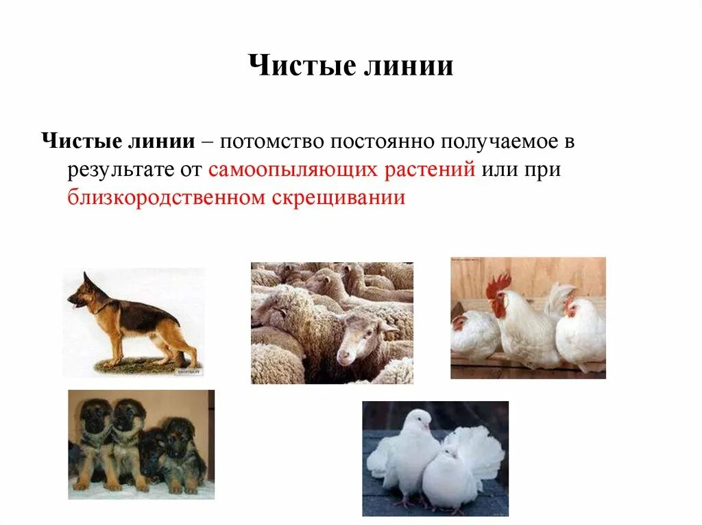 Генетически чистые линии