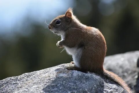 Squirrels look like little furry balls of fluff when they are running aroun...