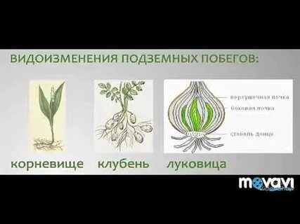 Виды подземных побегов растений