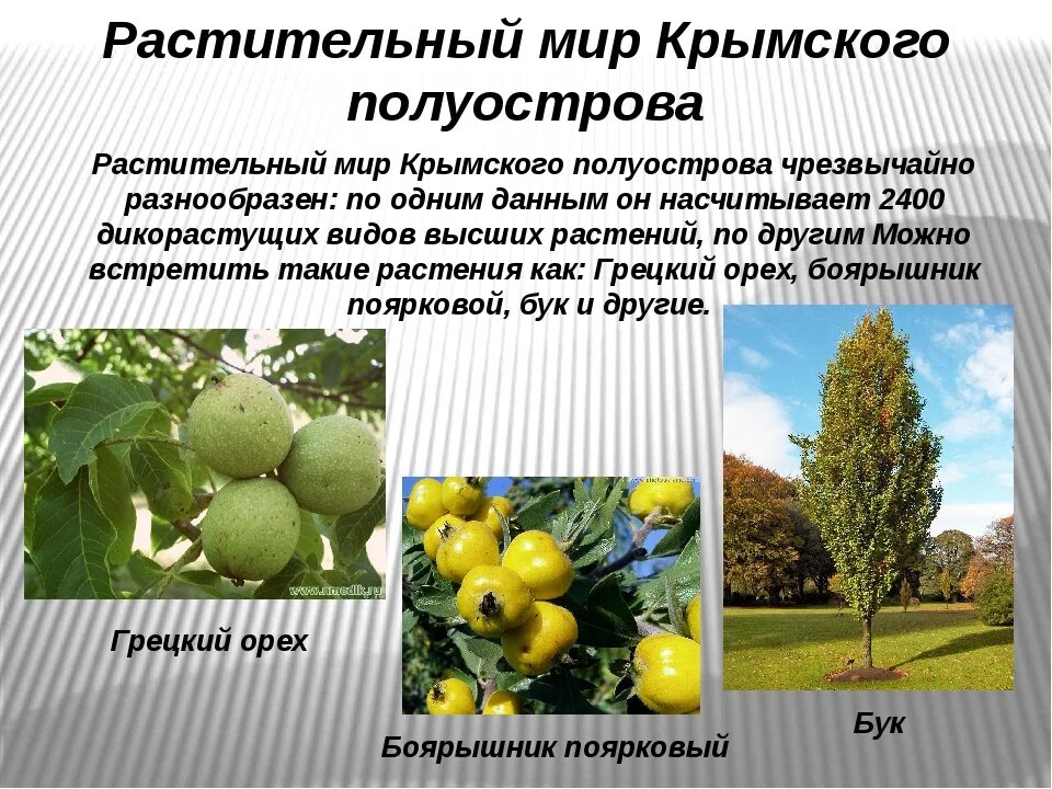 Сообщение о растении крыма. Растительный мир крыма. крым полуостров растительность. растительный мир крыма кратко. полуостров крым растительный мир.