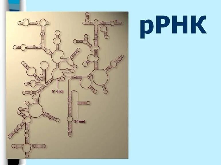 Рибосома состоит из рнк и белков. Структура рибосомальной рнк. рибосомальная рнк (ррнк). рибосомальная рнк строение. схема рибосомной рнк.