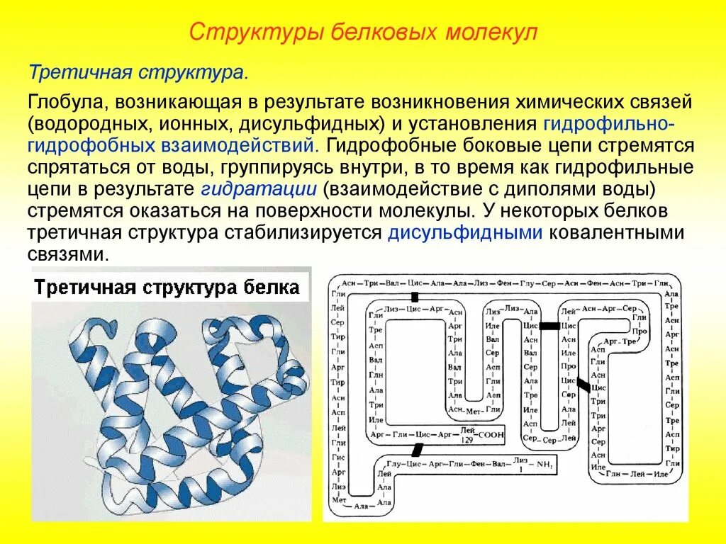 Строение и структура белков. Третичная структура белков. Третичная структура белка строение. Третичная структура глобула.