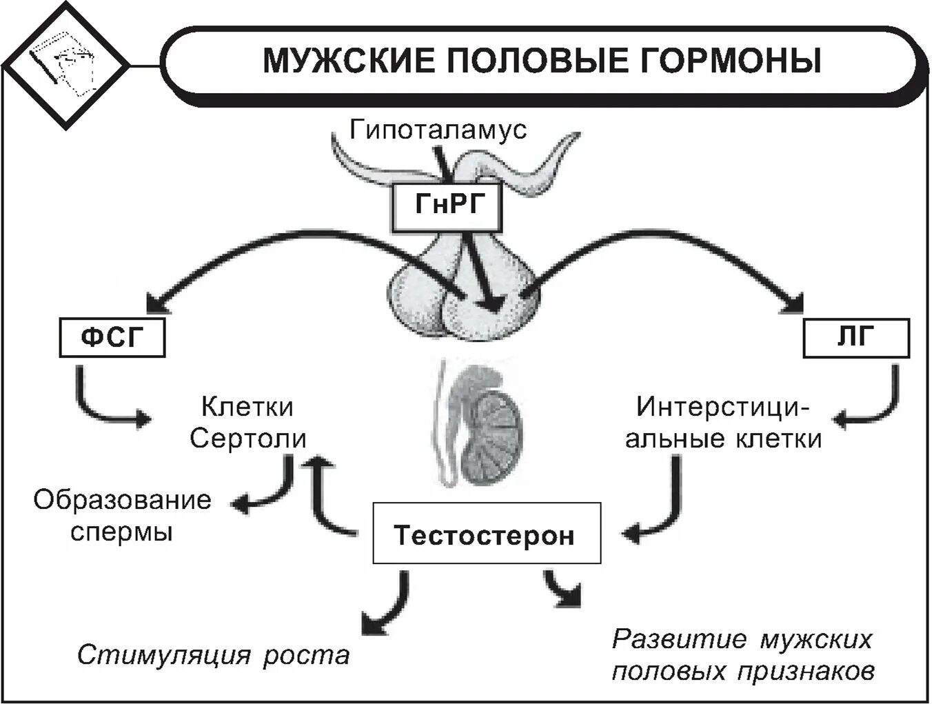 Причины гормоны у мужчины. Половые гормоны эффекты физиология. Мужские половые гормоны их биологическое действие на организм. Биологические эффекты женских половых гормонов. Функции мужских половых гормонов.