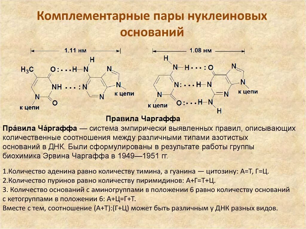 Комплиментарная пара. Комплементарные пары нуклеиновых оснований. Комплементарность ДНК И ДНК. Комплементарные пары оснований ДНК. Пары оснований комплементарность.