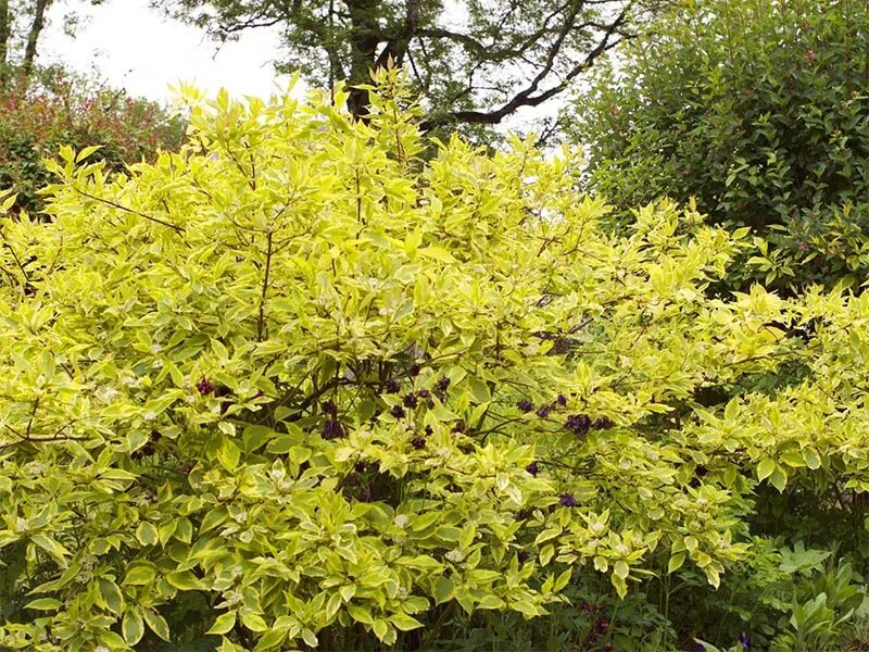 Дерен белый Ауреа: купить саженцы Cornus alba Aurea в Москве