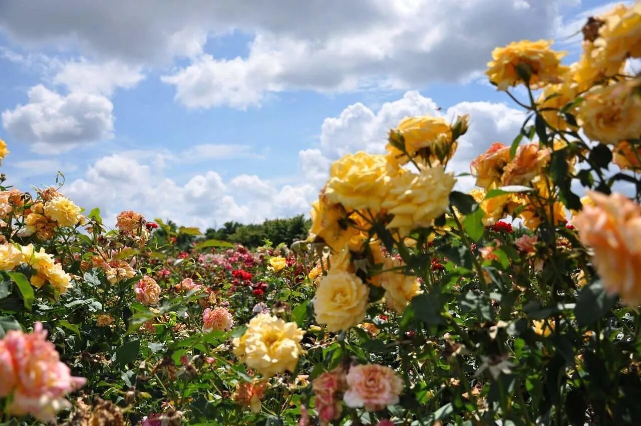 Плантации роз в Болгарии. Долина роз Болгария. Питомник роз в крыму
