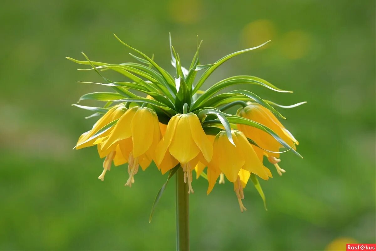 Fritillaria imperialis / Рябчик императорский Атлас цветущих растений