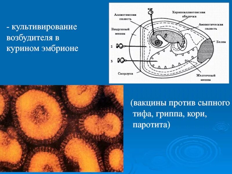 Сыпной тиф вакцина. Культивирование сыпного тифа. Эпидемический сыпной тиф культивирование. Сыпной тиф возбудитель. Культивирование паротита.