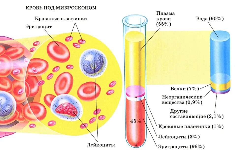 Форма плазмы крови