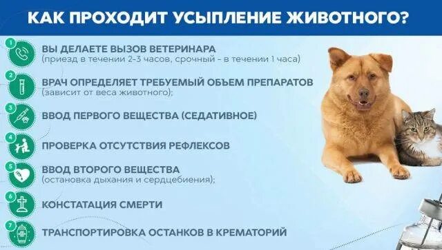 Как усыпить старую собаку