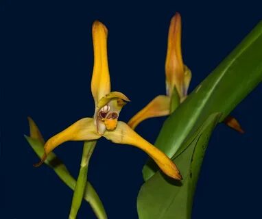 Maxillaria leptocera x Maxillaria molitor.