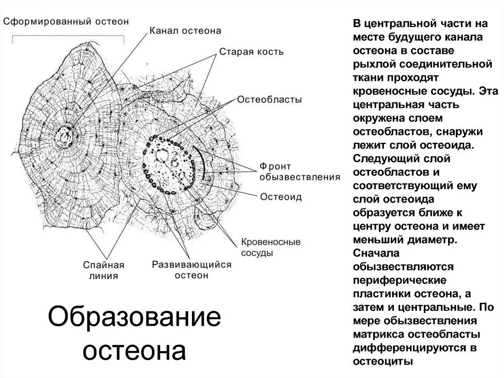 Строение остеона костная ткань. Пластинчатая костная ткань схема. Костная ткань строение Остеон гистология. Схема строения остеона. Остеон ткань