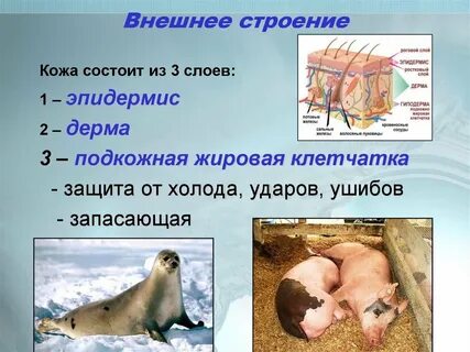 Жир защита