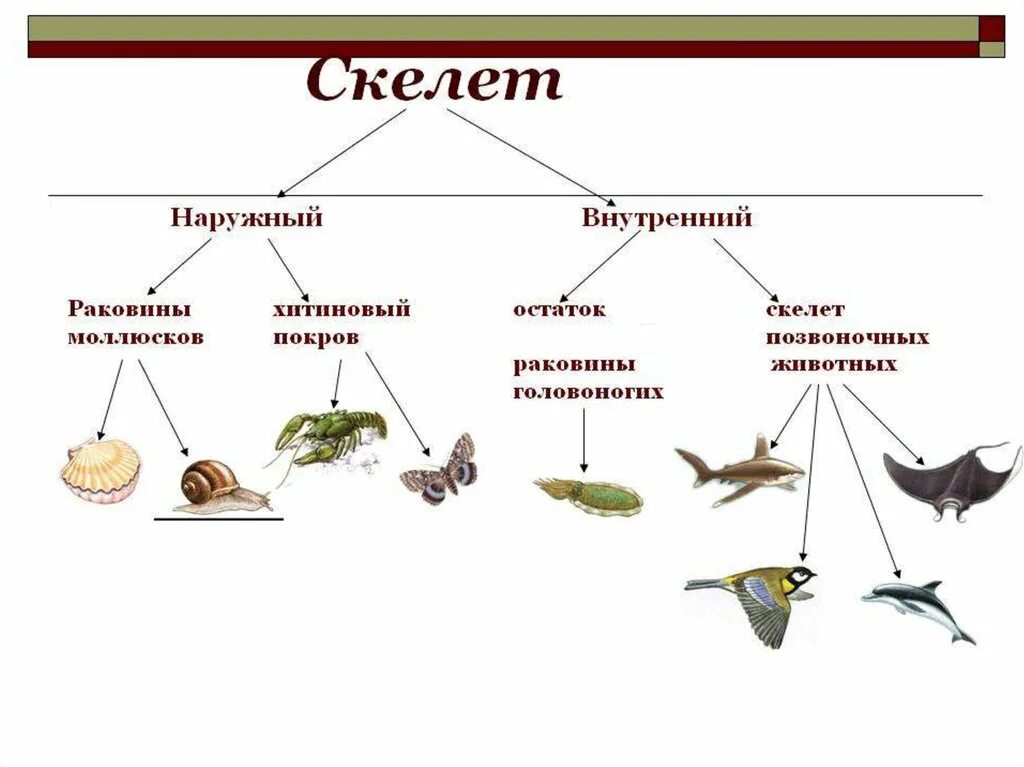 Наружный скелет животных. Наружный и внутренний скелет у животных. Наружный скелет имеют. Наружный скелет и внутренний скелет. Наружный скелет представители