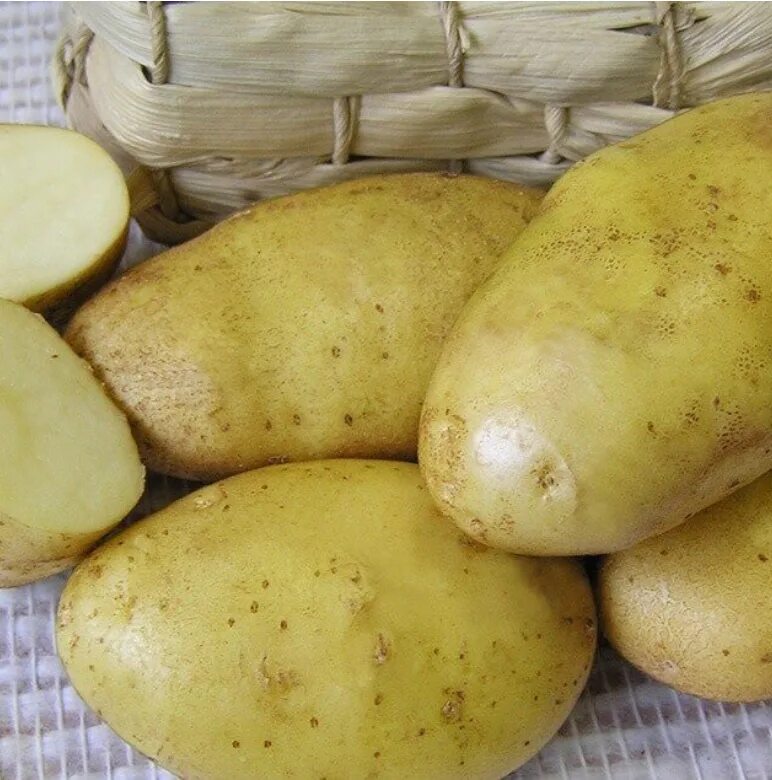 Какой сорт картофеля рассыпчатый и вкусный. Картофель суперэлита юбилей Жукова. Картофель семенной юбилей Жукова. Сорт картофеля юбилей Жукова. Картофель сорта Латона семенной.