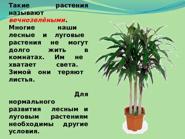 Проект о комнатных растениях 2 класс Описание и ботанические характеристики комнатного растения мирт: особенности ухо