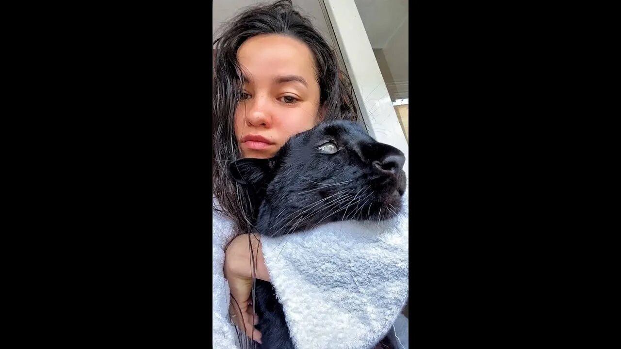 Где живет пантера луна в каком городе. Luna the pantera виктория. пантера луна домашняя. пантера луна хозяйка вика. пума луна.
