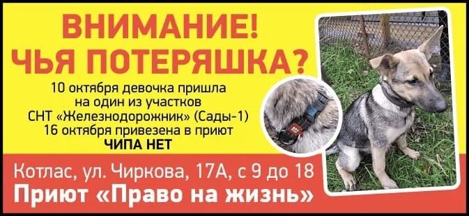Приют котлас право на жизнь. Котласский приют для животных. котласский приют для животных право на жизнь. приют для животных &quot;право на жизнь&quot; г. котлас лана. котята в приюте право на жизнь котлас.
