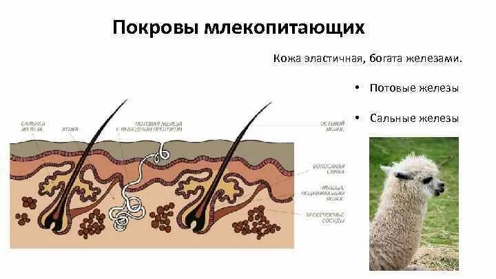 Млечные железы и потовые железы млекопитающих. Шерстяной Покров млекопитающих. Строение волоса млекопитающих. Волосяной Покров млекопитающих. Кожа млекопитающих.