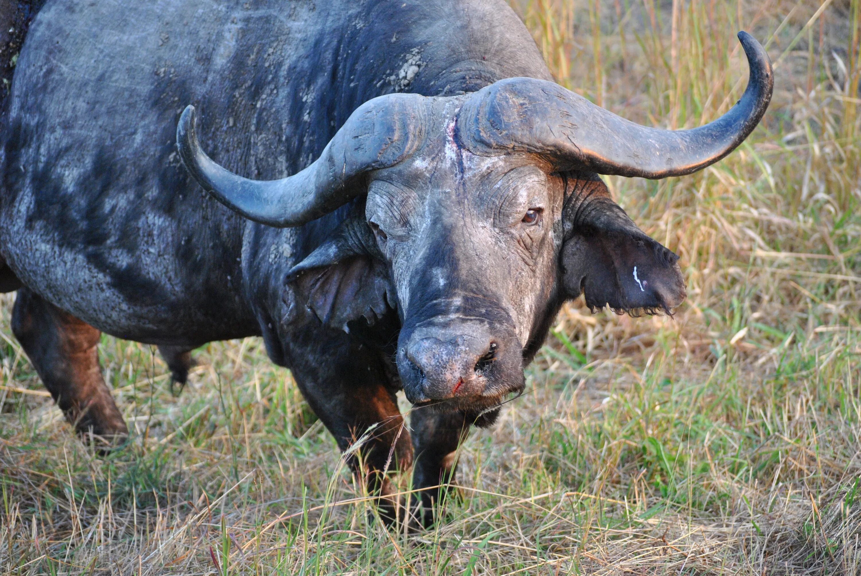 Крупный рогатый зверь массивного телосложения. Буйвол Буффало. Африканский черный буйвол. Африканский Буффало. Буффало бык бык.