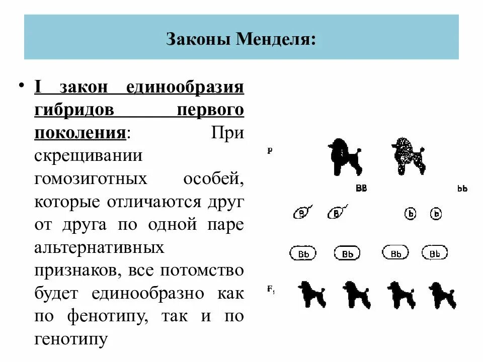 Одинаковый генотип это. Фенотип потомства. генотипы родителей. генотипы потомства. закон единообразия менделя.