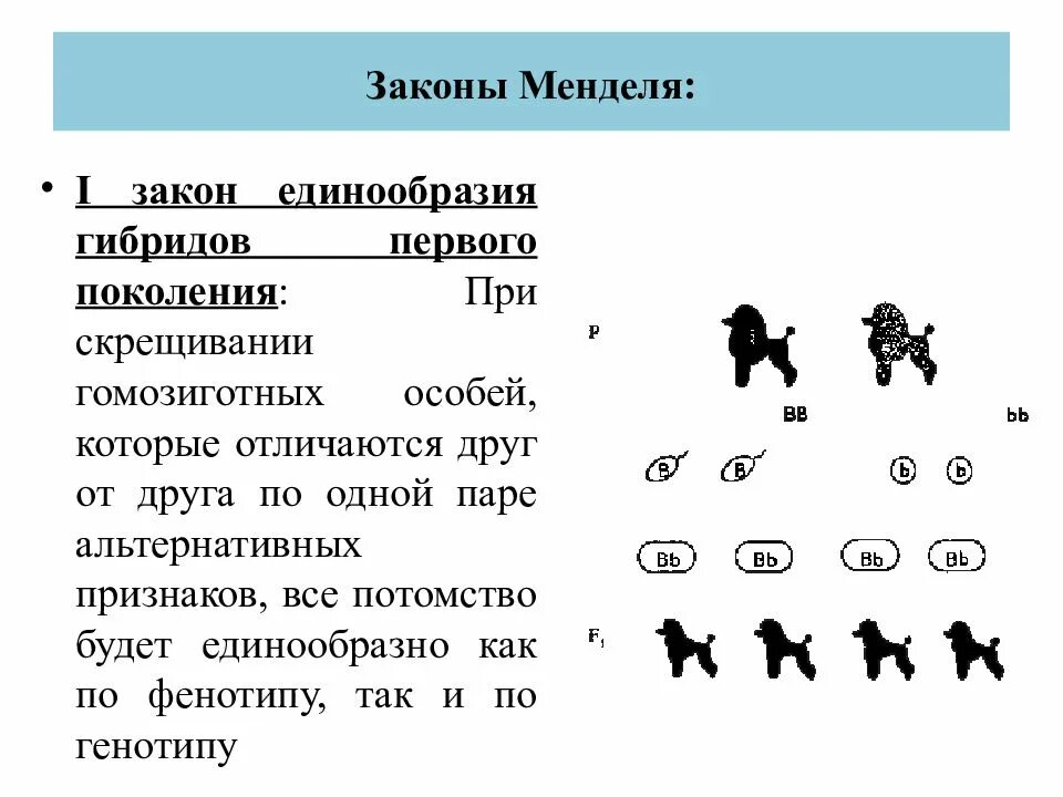 Фенотип потомства. Генотипы родителей. Генотипы потомства. Закон единообразия Менделя.