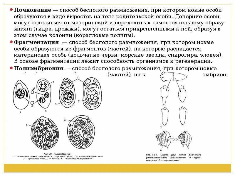 Условия бесполого размножения. Дочерний организм при бесполом размножении.. Формы размножения организмов бесполое размножение митоз. Виды бесполого размножения почкование. Дочерние особи.