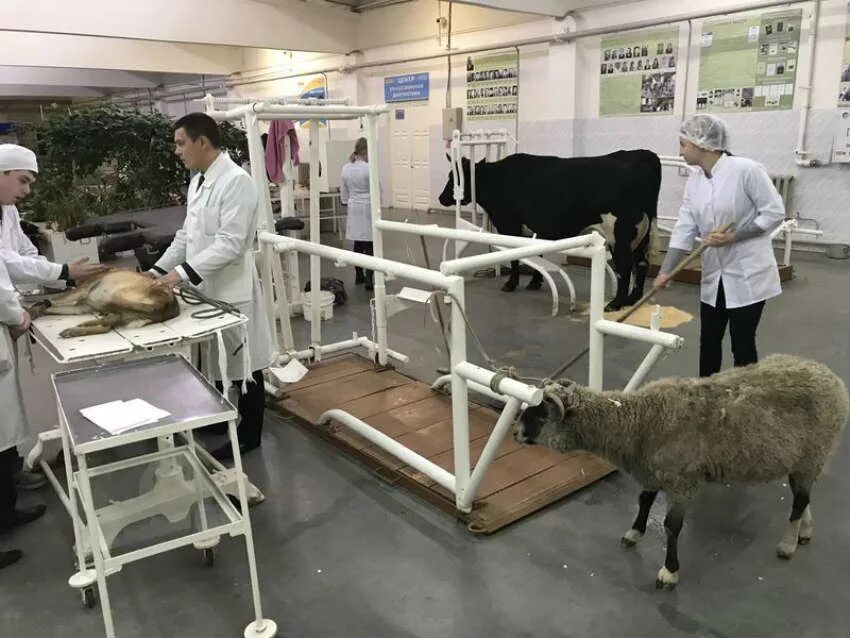 ветеринарный колледж в петербурге